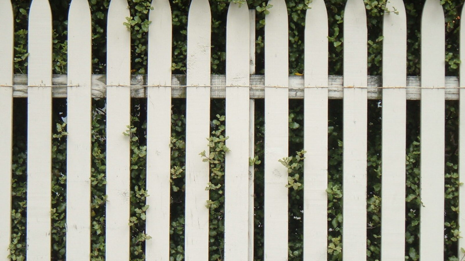 White picket fence with ivy — when paling fences last: looking after a timber fence